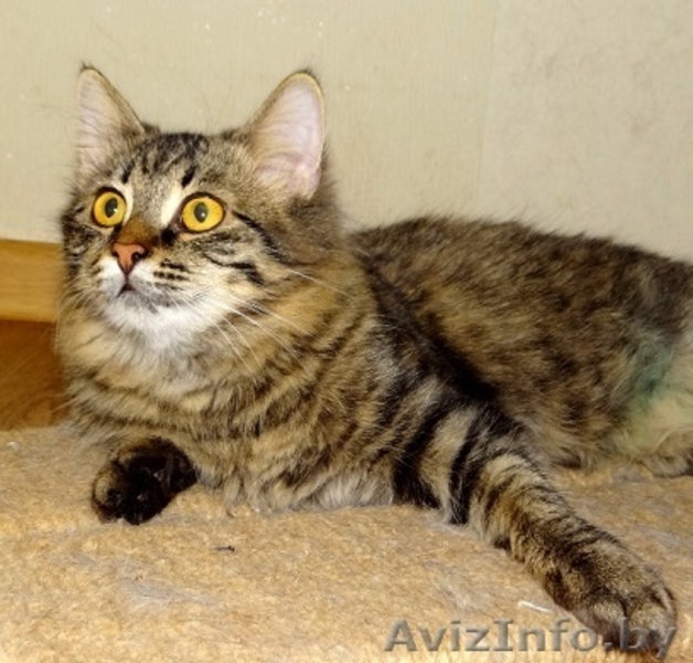 кошечка подросток Кеша  в дар - Изображение #2, Объявление #1199212