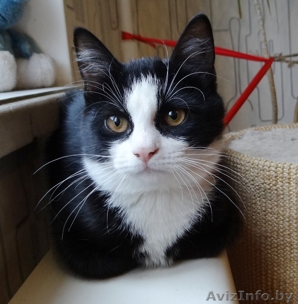 котенок Мика в дар - Изображение #2, Объявление #1199187