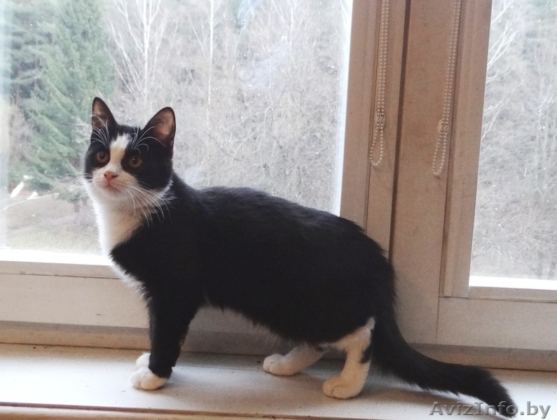 котенок Мика в дар - Изображение #3, Объявление #1199187