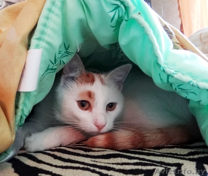 котик Лимончик в дар - Изображение #1, Объявление #1199210