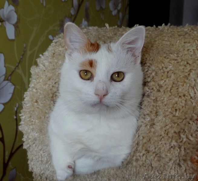 котик Лимончик в дар - Изображение #6, Объявление #1199210