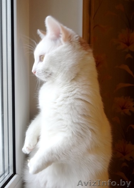 котик Лимончик в дар - Изображение #8, Объявление #1199210