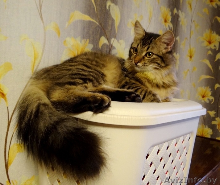 кошечка подросток Кеша  в дар - Изображение #1, Объявление #1199212