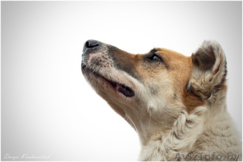 Добрый и умный пёс Тимошка - Изображение #3, Объявление #1209564