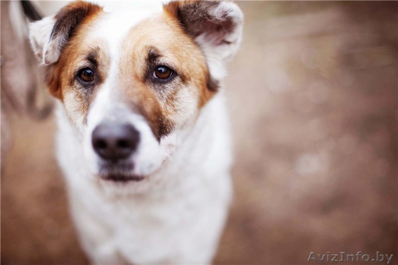 Добрый и умный пёс Тимошка - Изображение #2, Объявление #1209564