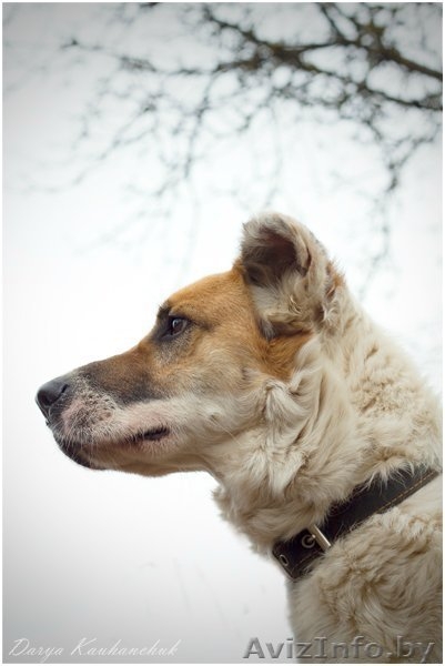 Добрый и умный пёс Тимошка - Изображение #4, Объявление #1209564