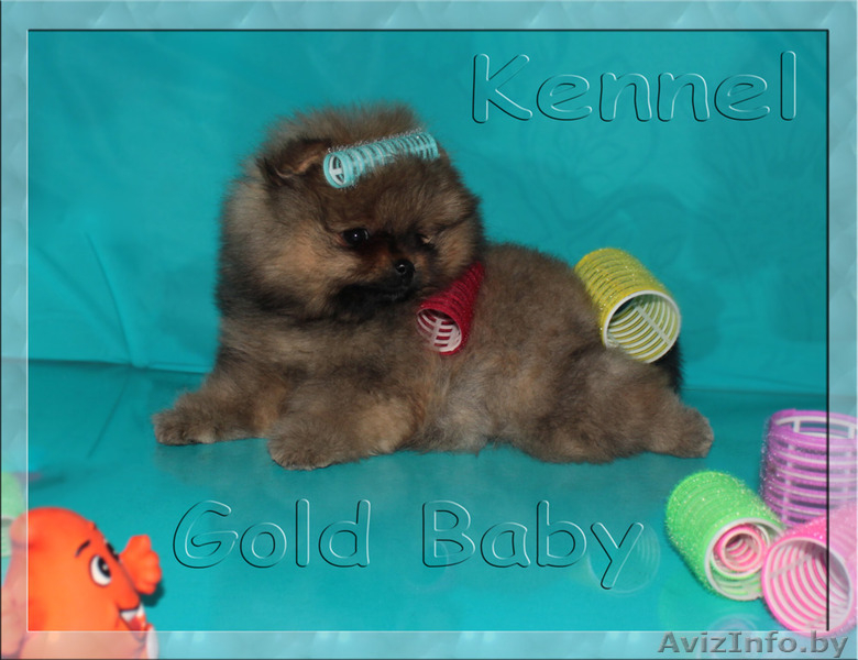 Стрижка йорков и шпицев - Изображение #1, Объявление #1200719