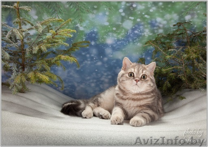 Шотландский ШОУ-котик - Изображение #2, Объявление #1206489