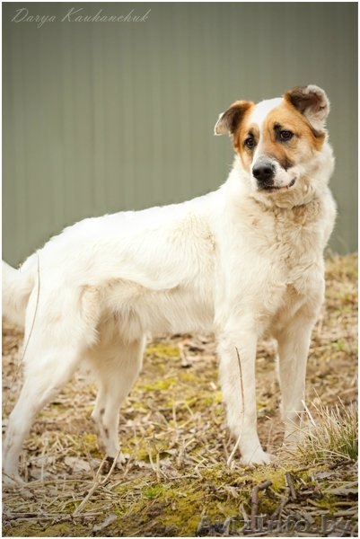 Добрый и умный пёс Тимошка - Изображение #1, Объявление #1209564