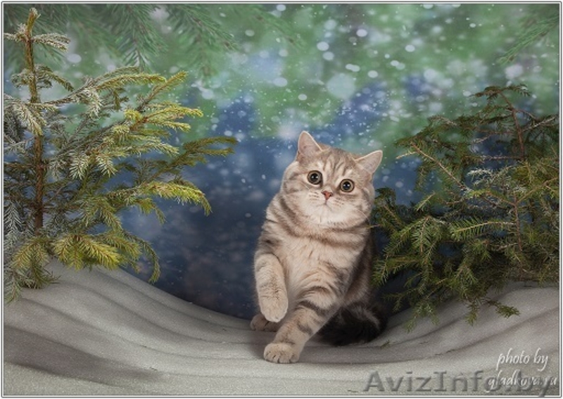 Шотландский ШОУ-котик - Изображение #3, Объявление #1206489