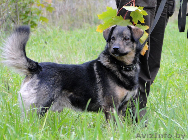 Тимоша - собака для семьи и дома в дар - Изображение #6, Объявление #1210539