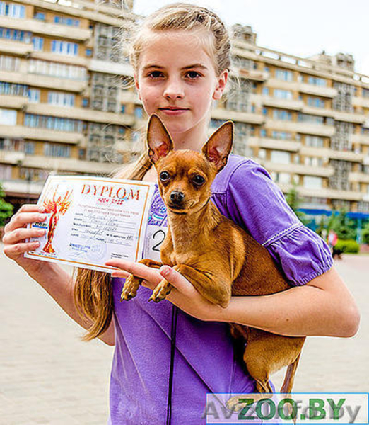 Предлагаю услуги хендлера - Изображение #1, Объявление #1202150