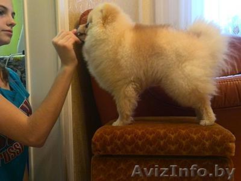 Предлагаю услуги хендлера - Изображение #4, Объявление #1202150