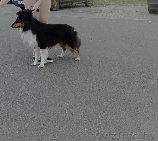 Предлагаю услуги хендлера - Изображение #3, Объявление #1202150