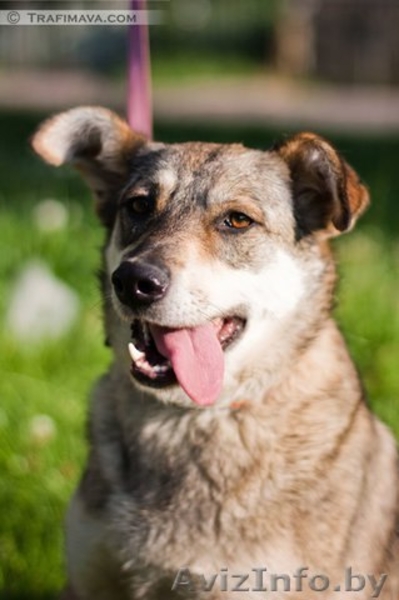 Муха,среднего роста (45-50 см) сука (стерилизована). Привита. вет. паспорт. - Изображение #2, Объявление #1209431