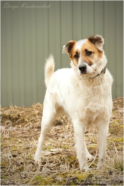 Добрый и умный пёс Тимошка - Изображение #5, Объявление #1209564