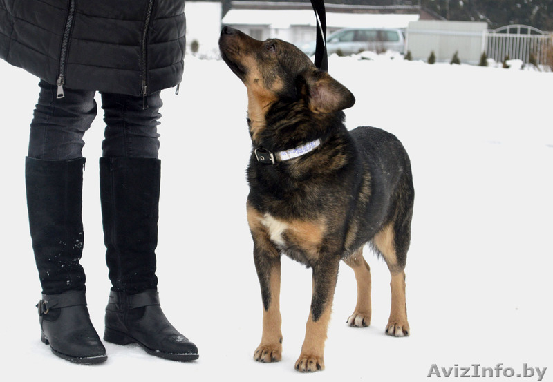 Тимоша - собака для семьи и дома в дар - Изображение #4, Объявление #1210539