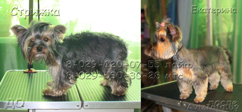 Стрижка йорков и шпицев - Изображение #3, Объявление #1200719