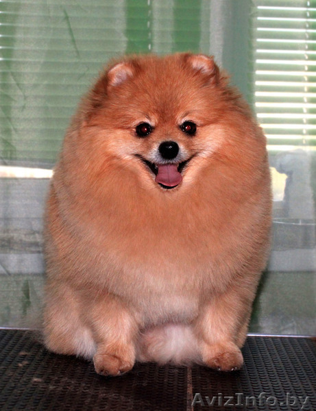 Стрижка йорков и шпицев - Изображение #4, Объявление #1200719