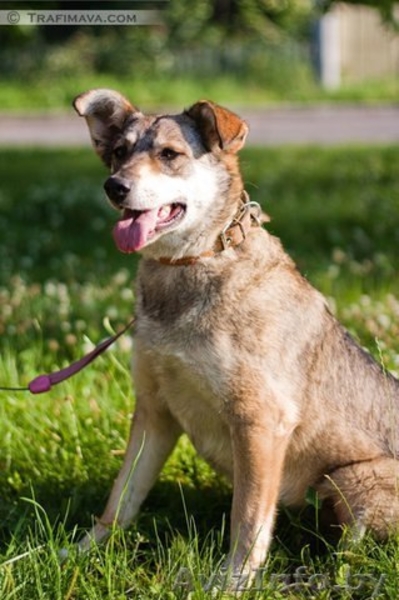 Муха,среднего роста (45-50 см) сука (стерилизована). Привита. вет. паспорт. - Изображение #3, Объявление #1209431