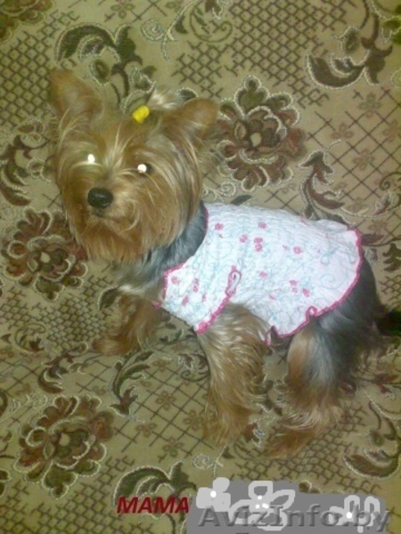 Йорширский терьер Девочка Красавица - Изображение #2, Объявление #1204287