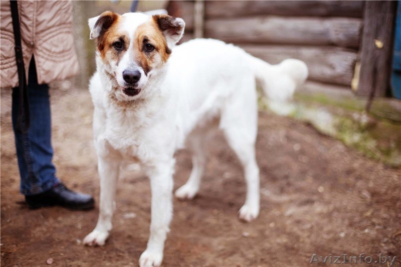 Добрый и умный пёс Тимошка - Изображение #7, Объявление #1209564