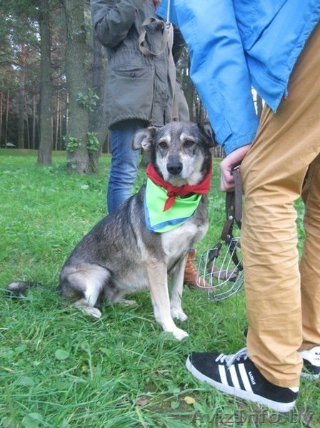 В ДАР чудесная собака с уравновешенным характером - Муха - Изображение #1, Объявление #1213072