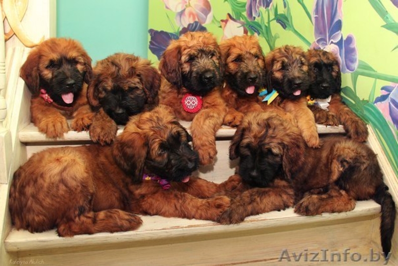 Продам плановых щенков Бриара. Французская овчарка - Изображение #1, Объявление #1226789