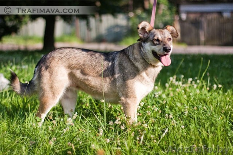 В ДАР чудесная собака с уравновешенным характером - Муха - Изображение #2, Объявление #1213072