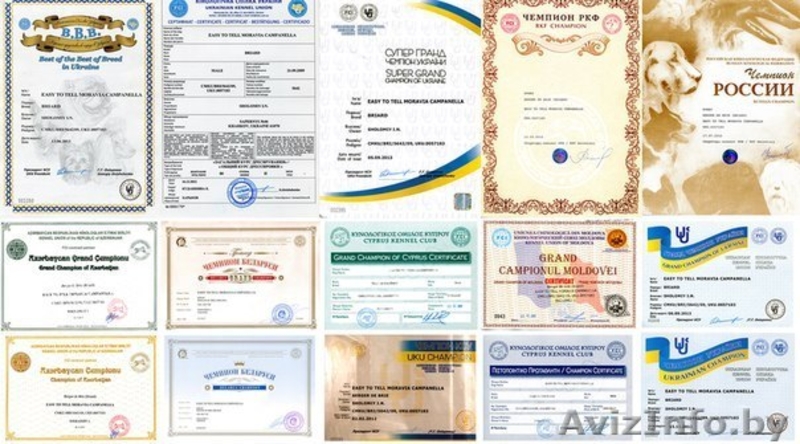 Продам плановых щенков Бриара. Французская овчарка - Изображение #4, Объявление #1226789