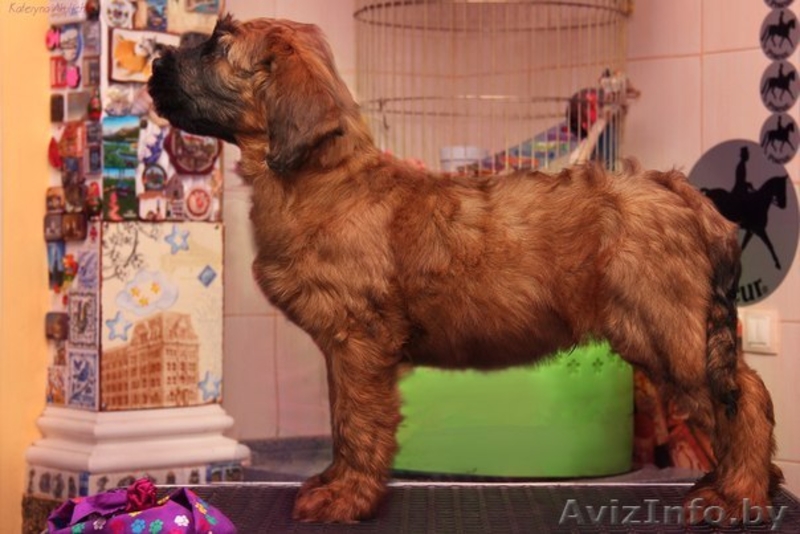 Продам плановых щенков Бриара. Французская овчарка - Изображение #5, Объявление #1226789