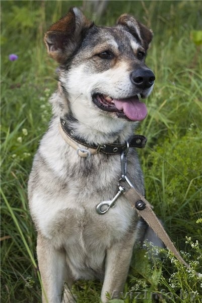 В ДАР чудесная собака с уравновешенным характером - Муха - Изображение #3, Объявление #1213072