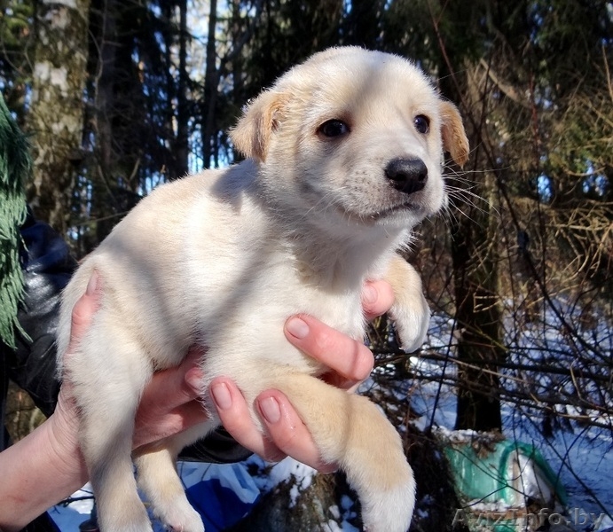 щеночки мальчики в дар! - Изображение #2, Объявление #1220883