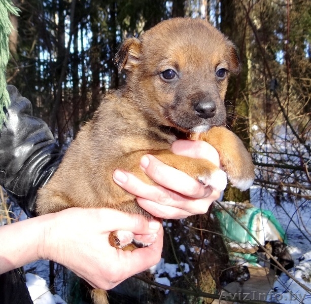 щеночки мальчики в дар! - Изображение #3, Объявление #1220883