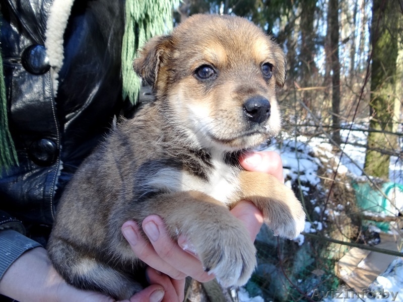 щеночки мальчики в дар! - Изображение #4, Объявление #1220883