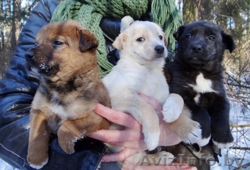щеночки мальчики в дар! - Изображение #1, Объявление #1220883