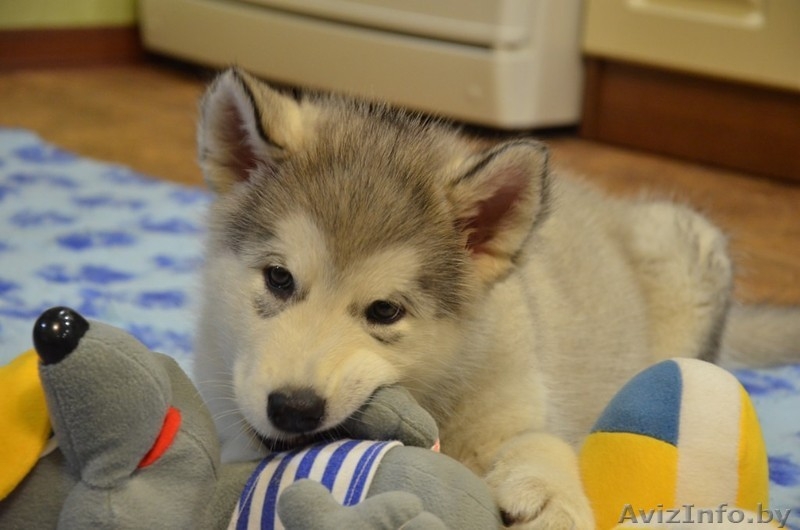 Предлагаются щенки Аляскинского Маламута - Изображение #2, Объявление #1219607