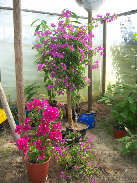 Бугенвиллея - цветёт 9 месяцев в году. Для комнаты, оранжереи и зимнего сада. - Изображение #3, Объявление #1226861