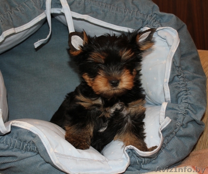 Породные щенки йоркширского терьера - Изображение #1, Объявление #1219120