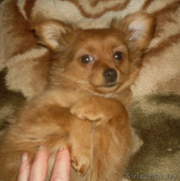 щенки длинношёрстного той терьера - Изображение #4, Объявление #1216584