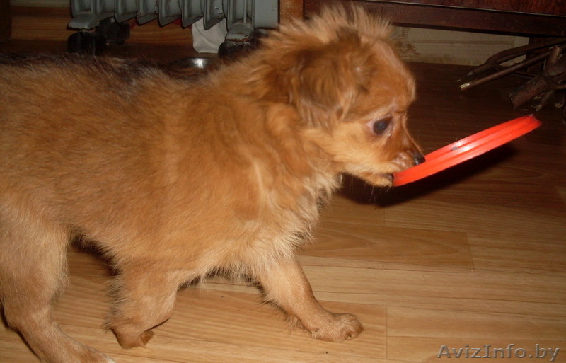 щенки длинношёрстного той терьера - Изображение #5, Объявление #1216584