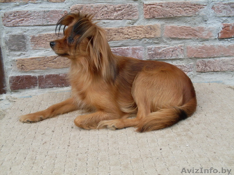 щенки длинношёрстного той терьера - Изображение #6, Объявление #1216584