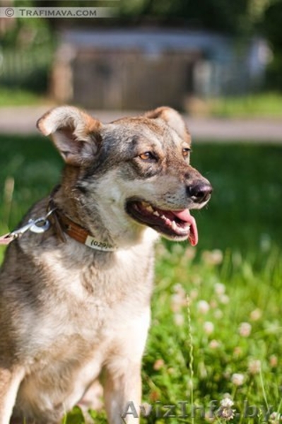 В ДАР чудесная собака с уравновешенным характером - Муха - Изображение #6, Объявление #1213072