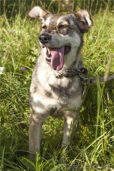 В ДАР чудесная собака с уравновешенным характером - Муха - Изображение #7, Объявление #1213072