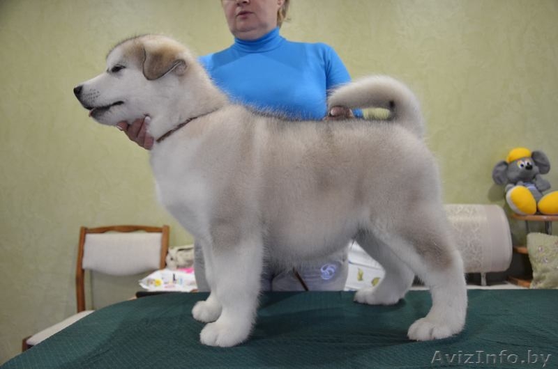 Предлагаются щенки Аляскинского Маламута - Изображение #1, Объявление #1219607