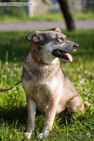 В ДАР чудесная собака с уравновешенным характером - Муха - Изображение #8, Объявление #1213072