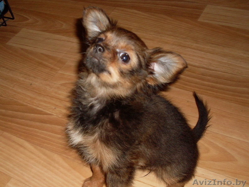 щенки длинношёрстного той терьера - Изображение #1, Объявление #1216584