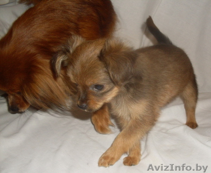 щенки длинношёрстного той терьера - Изображение #2, Объявление #1216584