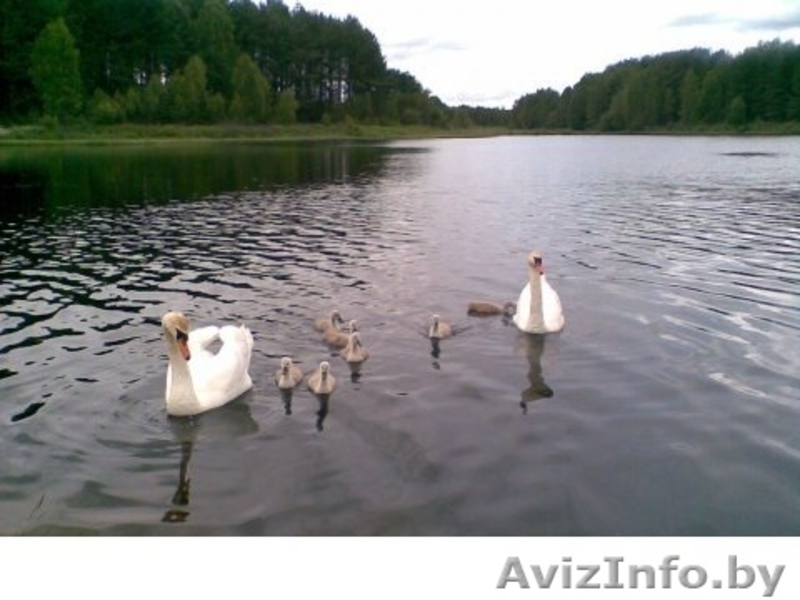 Дача Брестское напр 50 км Много фото - Изображение #1, Объявление #1237387