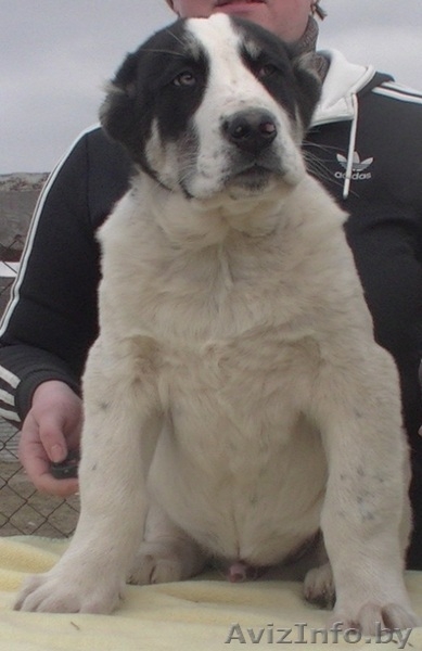 Алабай (среднеазиатская овчарка) чистокровные щенки - Изображение #1, Объявление #1231218